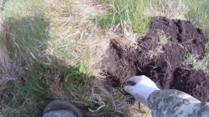 Поиск монет металлоискателем в заброшенных огородах #18