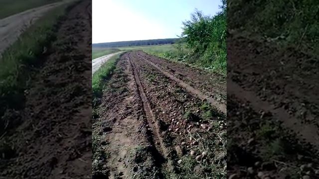 деревня Прудки. Стихийная дорога на участке