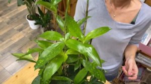 Драцена Суркулоза - светящееся чудо природы | Обзор интересного сорта драцены