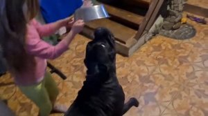 Кане корсо завтракает