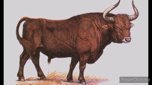 Тур, или первобытный бык