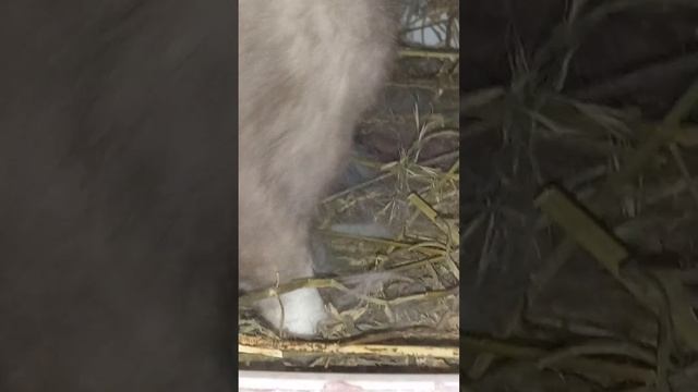 Львиноголовые декоративные кролики. У нас неожиданное пополнение в хозяйстве??? смотреть онлайн