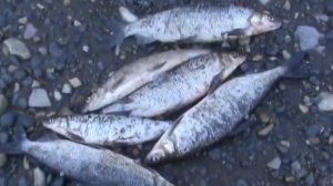 Рыбалка в Сибири на реке Котуй