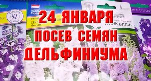 24 января. Посев семян дельфиниума