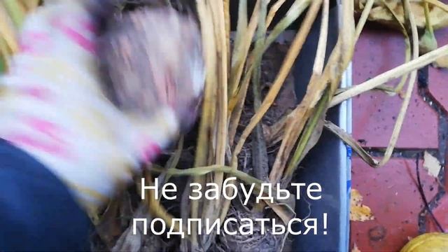Калла.  Готовлю к зиме
