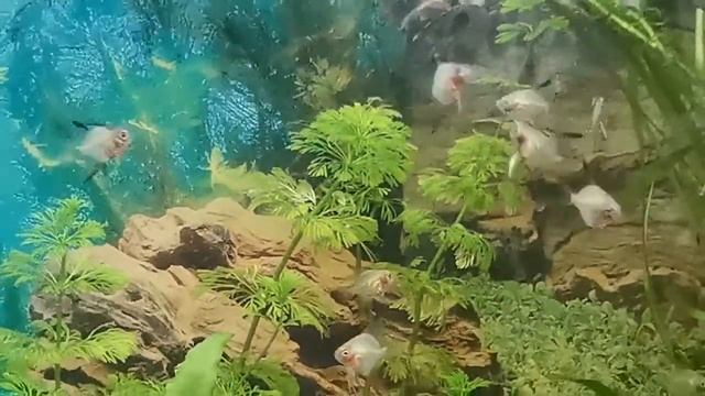 Скалярия Параиба смотреть онлайн