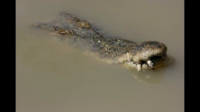 милые животные Австралии смотреть онлайн