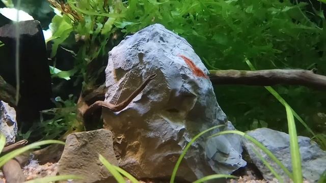 Креветка "Красный огонь" в 20 литрах с самодельной питательной подложкой. смотреть онлайн