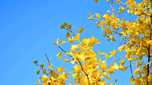 Johann Sebastian Bach: Prelude BWV 849 - synthesizer (and digital piano) смотреть онлайн