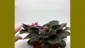 Самоопыление фиалки