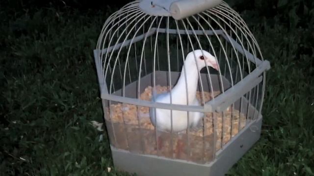 Русские почтовые голуби. Продажа в Туле. Тел. 8-905-624-11-18 смотреть онлайн