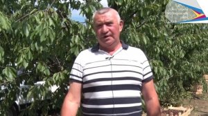 Сбор черешни в Темрюкском районе