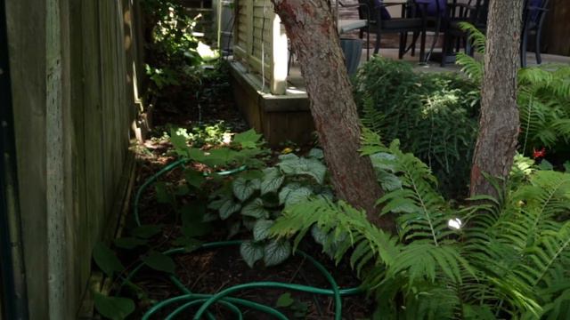 Native plants for pollinators with a Master Gardener - Virtual Green Infrastructure Tour смотреть онлайн