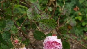 Белый налет на розах — что это такое и как лечить