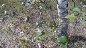 Тарбак аул в Азовском немецком национальном районе Омской области_Tarbak aul in the Omsk region