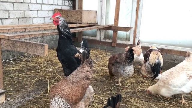 Юрловские куры Лебедянь