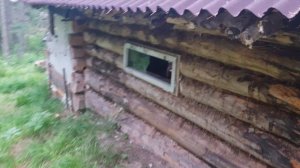 Медведь пришел в избу