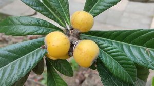 В Сочи поспела мушмула