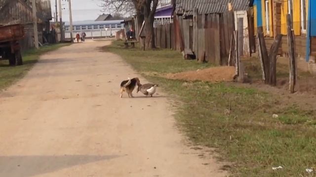 покрыл))) смотреть онлайн