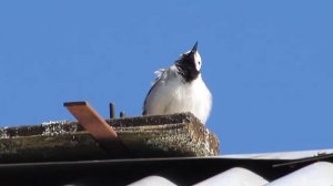 Как поёт трясогузка белая