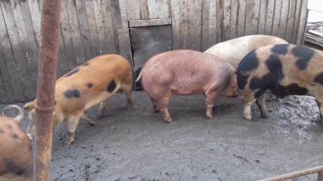 Переселил котят в свинарник.Мыши сожрали весы. смотреть онлайн