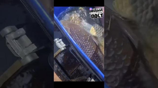 крупный карась