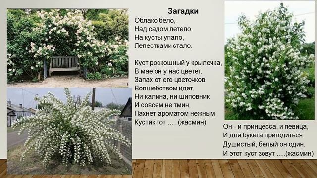 видео презентация цветущие кустарники #педагогипротивcovid#distant смотреть онлайн