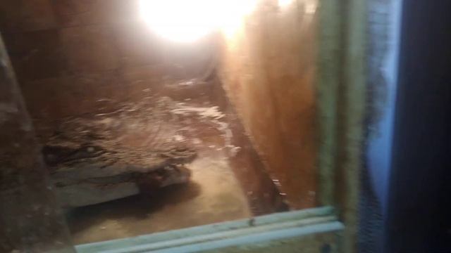 Крокодил ест ЖИВУЮ крысу смотреть онлайн