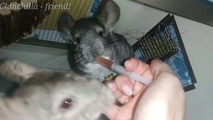 Шиншилла не должна бояться шприца?