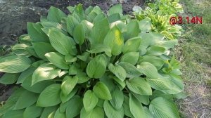 ☘️Hyacinthina хоста мать#petrnovar #запорожье #хоста #hostas #кунсткамера