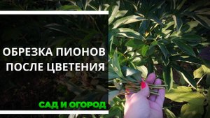 Обрезка пионов после цветения