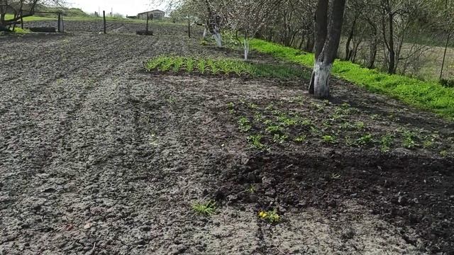 Весенняя культивация пересохшей почвы мотоблоком Нева. смотреть онлайн