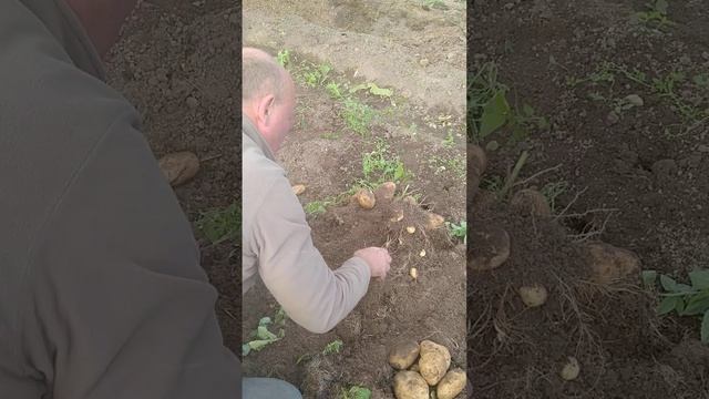 Копаем картошку сынок.