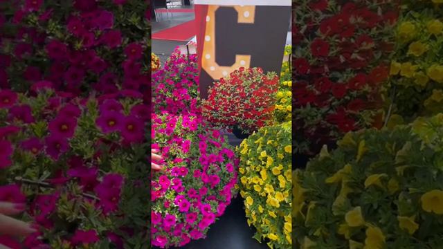 Cabaret Calibrachoa a standout at Florensis week 24! Uniform series in timing and habit! смотреть онлайн