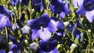 Ольга Воронец ~ Колокольчик голубой