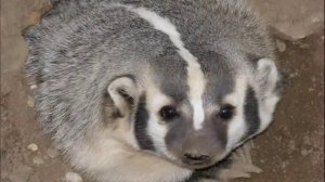 Животные средней полосы