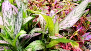 ?ЛЕРУА МЕРЛЕН?ОБЗОР ЦВЕТОЧКОВ?