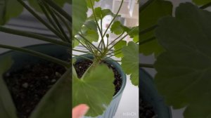 Пеларгония Ю-Сакура🔥 #пеларгония #цветынабалконе #flowers