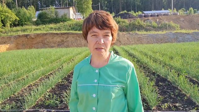 Лук шалот. Школа продвинутого садовода