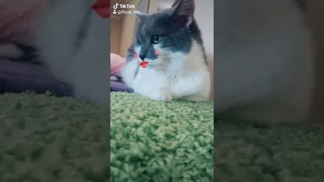 Беговое колесо для кошек и котов Fit Cat