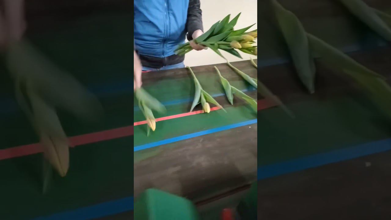 Конвейер для срезки тюльпанов #выгонка #выгонкатюльпанов #срезка #бизнеснацветах