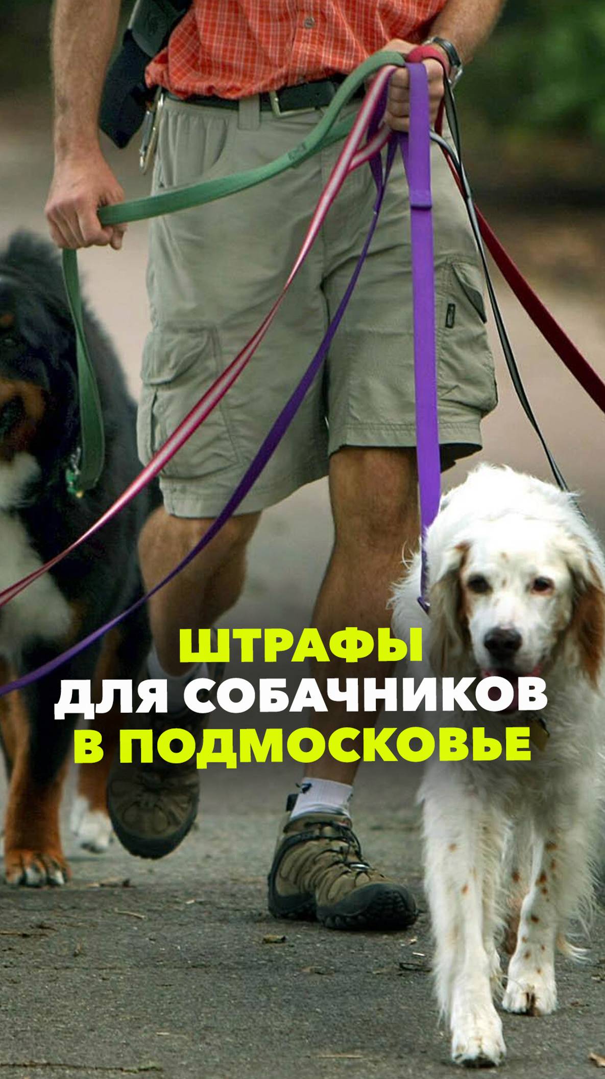 Штрафы для собачников в Подмосковье: инспекторы Минсельхоза смогут применять санкции к нарушителям