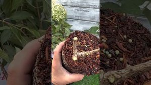 Правильная обрезка и формировка куста метельчатой гортензии. Мастер класс от Андрея Малышева.