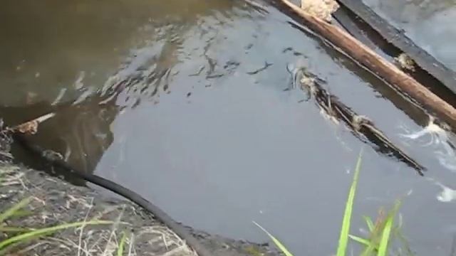 Правый приток реки Дырочной 006 смотреть онлайн