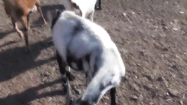 Козы на Канарских островах смотреть онлайн