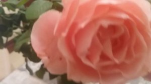 ПИРОГ /  КОРЗИНА С ОВОЩАМИ /