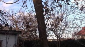 СЕЗОН ПОКУПОК В САД НАЧАЛСЯ! АЙВА ЯПОНСКАЯ, РОЗА ИНДИГОЛЕТТА И АРКА ИЗ РОЗ!