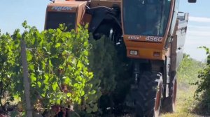 На Донбасских виноградниках собирают урожай