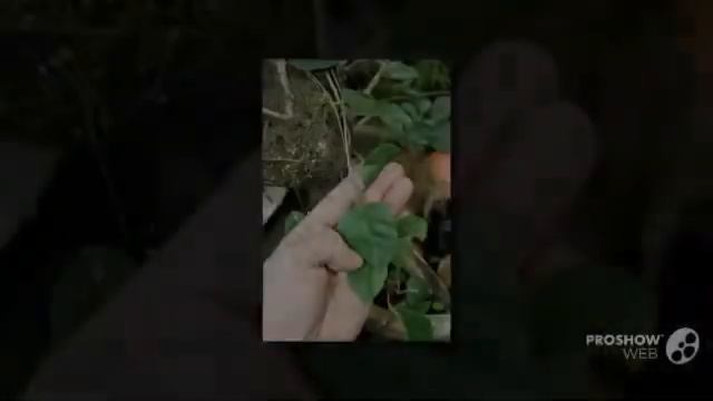 Anredera - garden plants смотреть онлайн