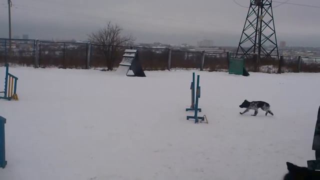 Саевец С., спаниель Тишка 18.12.16, вне зачета смотреть онлайн